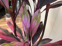 Real touch dracaena green red kunstplant (200cm hoog) - afbeelding 4 van  14