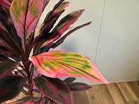 Real touch dracaena green red kunstplant (200cm hoog) - afbeelding 12 van  14