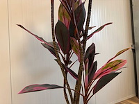 Real touch dracaena green red kunstplant (200cm hoog) - afbeelding 13 van  14