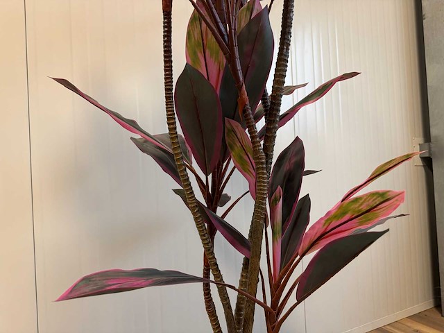 Real touch dracaena green red kunstplant (2x) (200cm hoog) - afbeelding 13 van  14