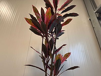 Real touch dracaena green red kunstplant (2x) (200cm hoog) - afbeelding 14 van  14