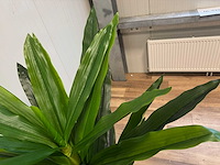 Real touch dracaena tree kunstplant (2x) (140cm hoog) - afbeelding 2 van  15