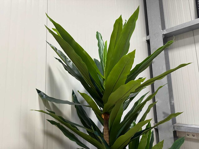 Real touch dracaena tree kunstplant (2x) (190cm hoog) - afbeelding 6 van  10