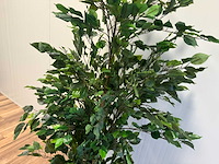 Real touch ficus kunstplant (210cm hoog) - afbeelding 11 van  14