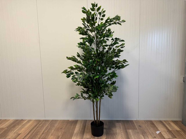 Real touch ficus kunstplant (2x) (210cm hoog) - afbeelding 1 van  14