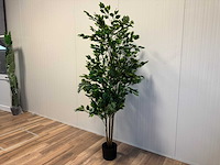 Real touch ficus kunstplant (2x) (210cm hoog) - afbeelding 8 van  14