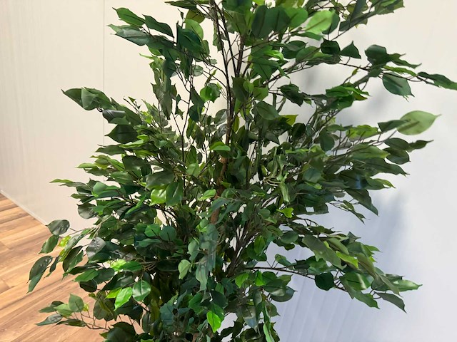 Real touch ficus kunstplant (2x) (210cm hoog) - afbeelding 11 van  14