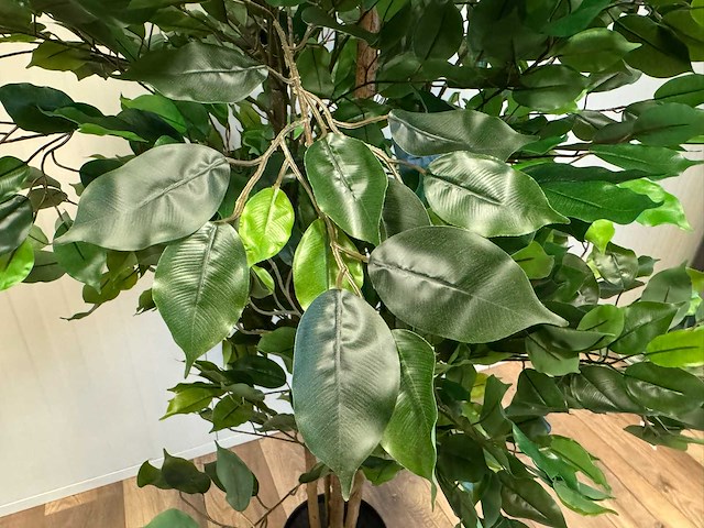 Real touch ficus kunstplant (2x) (210cm hoog) - afbeelding 2 van  14