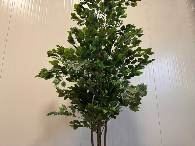 Real touch ficus kunstplant (2x) (210cm hoog) - afbeelding 13 van  14