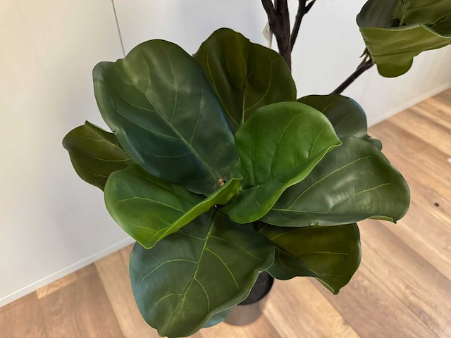Real touch fiddleleaf tree kunstplant (2x) (155cm hoog) - afbeelding 12 van  13