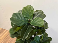 Real touch fiddleleaf tree kunstplant (2x) (155cm hoog) - afbeelding 13 van  13