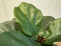 Real touch fiddleleaf tree kunstplant (2x) (155cm hoog) - afbeelding 2 van  13