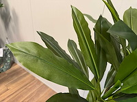 Real touch green dracaena kunstplant (200cm hoog) - afbeelding 10 van  12