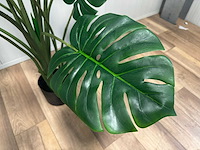 Real touch monstera kunstplant (160cm hoog) - afbeelding 2 van  14