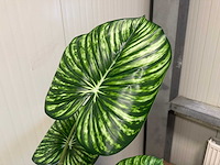 Real touch philodendron white green kunstplant (165cm hoog) - afbeelding 11 van  12