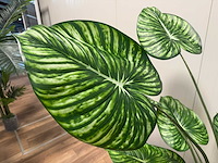 Real touch philodendron white green kunstplant (165cm hoog) - afbeelding 10 van  12