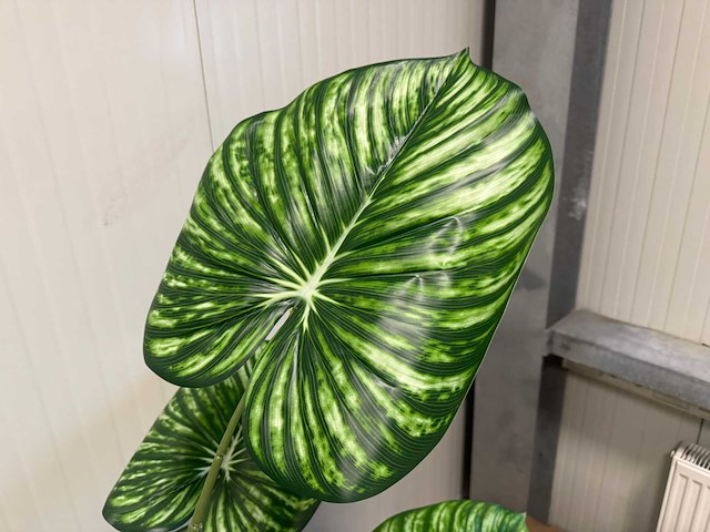 Real touch philodendron white green kunstplant (165cm hoog) - afbeelding 10 van  11