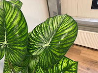 Real touch philodendron white green kunstplant (210cm hoog) - afbeelding 11 van  13