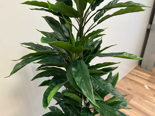 Real touch rohdea kunstplant (145cm hoog) - afbeelding 1 van  8