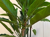 Real touch rohdea kunstplant (145cm hoog) - afbeelding 3 van  8