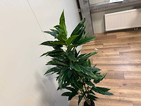 Real touch rohdea kunstplant (145cm hoog) - afbeelding 6 van  8