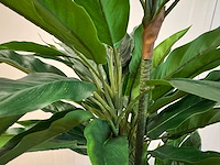 Real touch rohdea kunstplant (145cm hoog) - afbeelding 13 van  15