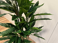 Real touch rohdea kunstplant (145cm hoog) - afbeelding 15 van  15