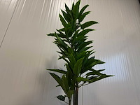 Real touch rohdea kunstplant (145mm hoog) - afbeelding 5 van  15