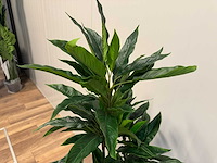 Real touch rohdea kunstplant (2x) (145cm hoog) - afbeelding 5 van  5