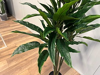 Real touch rohdea kunstplant (2x) (145cm hoog) - afbeelding 3 van  15