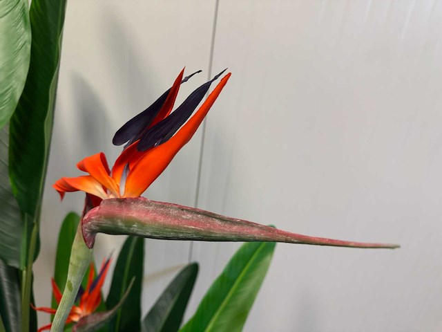Real touch strelitzia kunstplant (160cm hoog) - afbeelding 10 van  11
