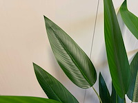 Real touch strelitzia kunstplant (175cm hoog) - afbeelding 2 van  14