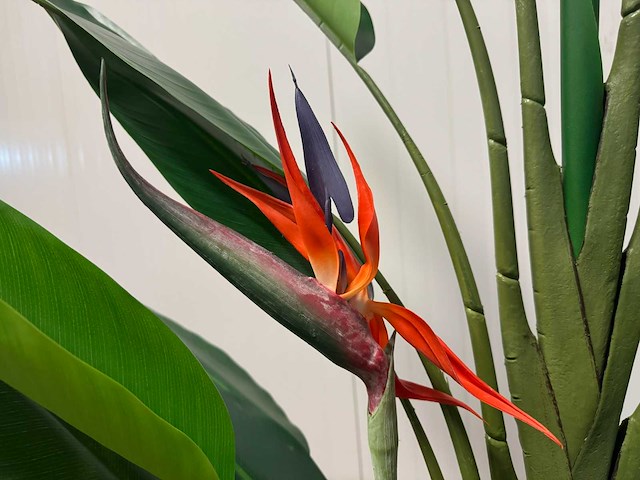 Real touch strelitzia kunstplant (210cm hoog) - afbeelding 6 van  17