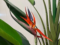 Real touch strelitzia kunstplant (210cm hoog) - afbeelding 6 van  17