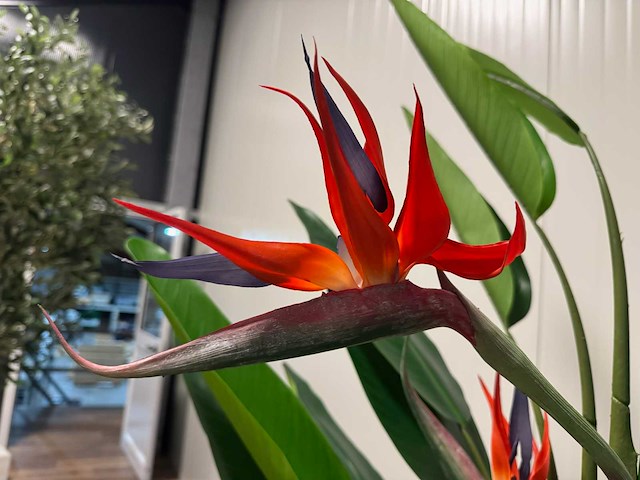 Real touch strelitzia kunstplant (2x) (210cm hoog) - afbeelding 5 van  17