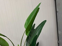 Real touch strelitzia kunstplant (2x) (210cm hoog) - afbeelding 16 van  17