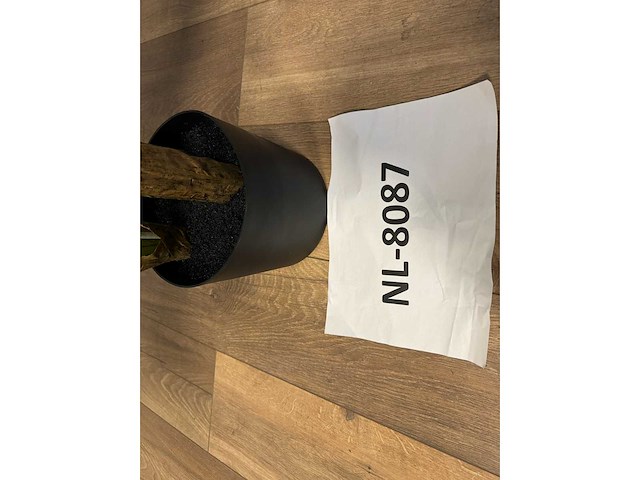 Real touch strelitzia kunstplant (2x) (210cm hoog) - afbeelding 9 van  17