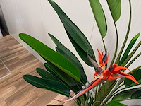 Real touch strelitzia kunstplant (2x) (210cm hoog) - afbeelding 17 van  17