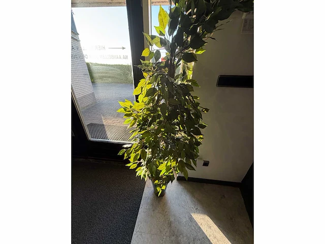 Realistische kunstplant - kamerplant - afbeelding 1 van  1