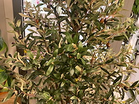 Recreate nature planten met pot - afbeelding 4 van  9