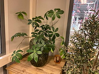 Recreate nature planten met pot - afbeelding 5 van  9