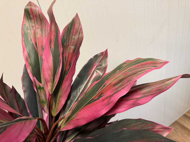 Red draceana kunstplant (185cm hoog) - afbeelding 14 van  15