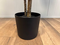 Red draceana kunstplant (185cm hoog) - afbeelding 3 van  8