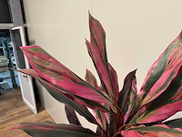 Red draceana kunstplant (185cm hoog) - afbeelding 8 van  8