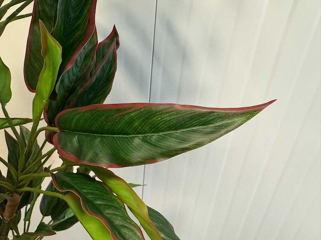 Red side rodhea kunstplant (160cm hoog) - afbeelding 12 van  14