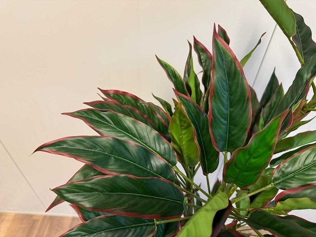 Red side rodhea kunstplant (160cm hoog) - afbeelding 13 van  14