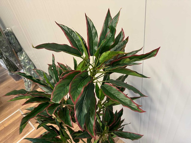 Red side rodhea kunstplant (160cm hoog) - afbeelding 2 van  14