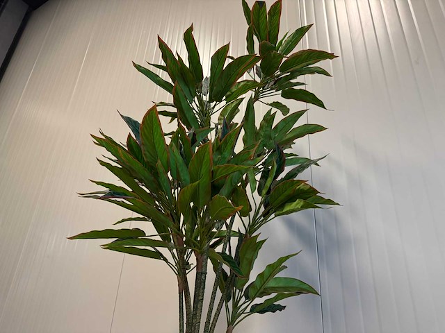 Red side rodhea kunstplant (160cm hoog) - afbeelding 6 van  9