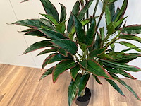 Red side rodhea kunstplant (160cm hoog) - afbeelding 8 van  9