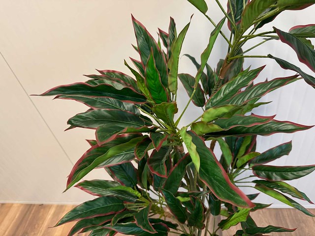Red side rodhea kunstplant (160cm hoog) - afbeelding 9 van  9